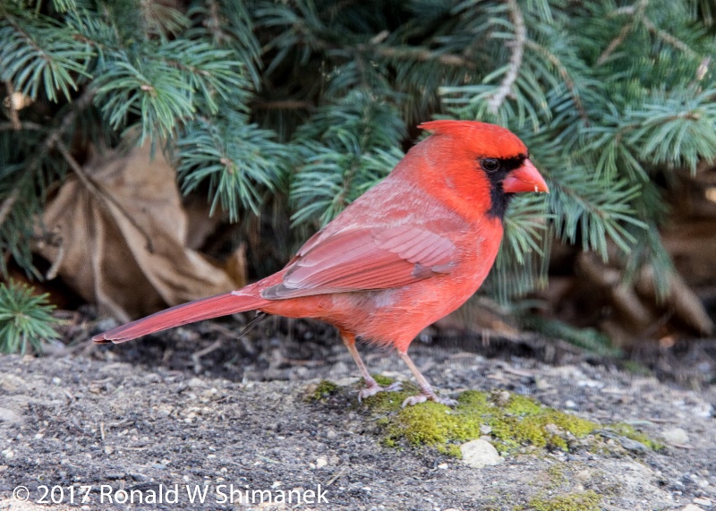 Male Cardinal - 2