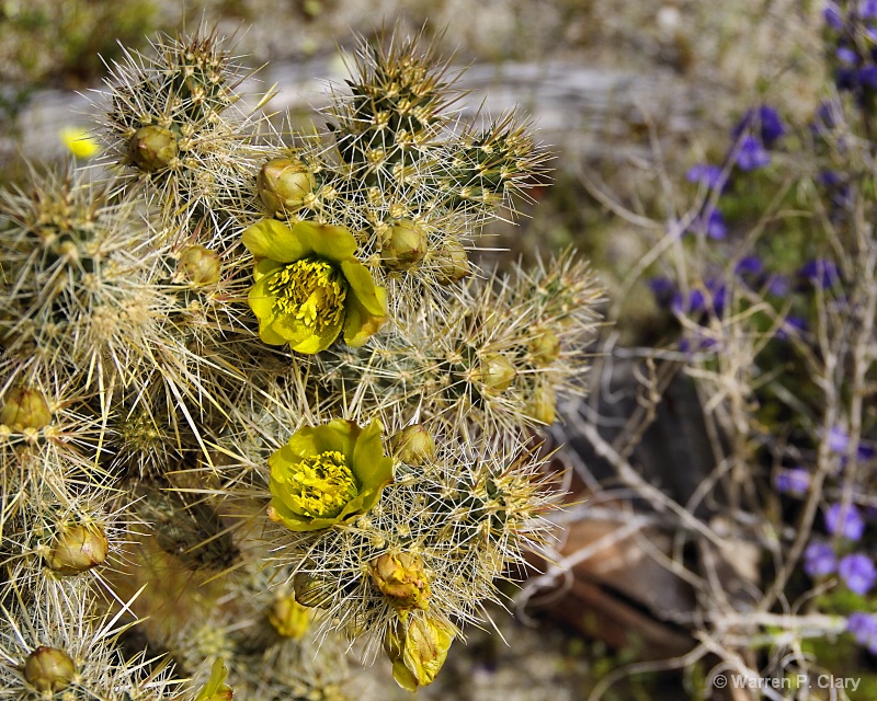 A prickly pair