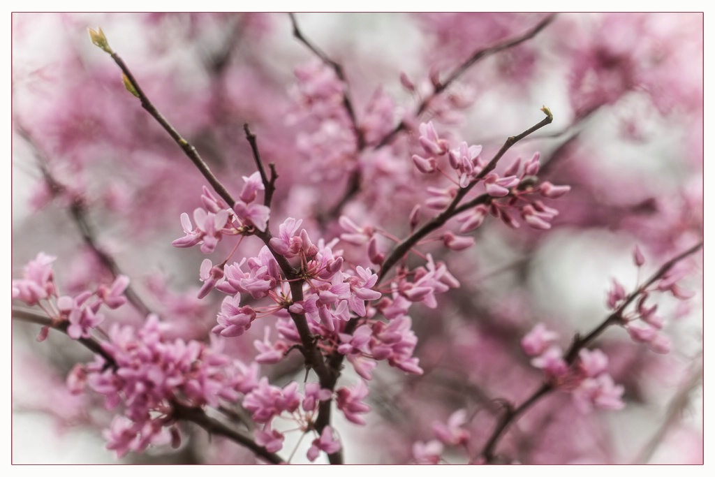 redbuds