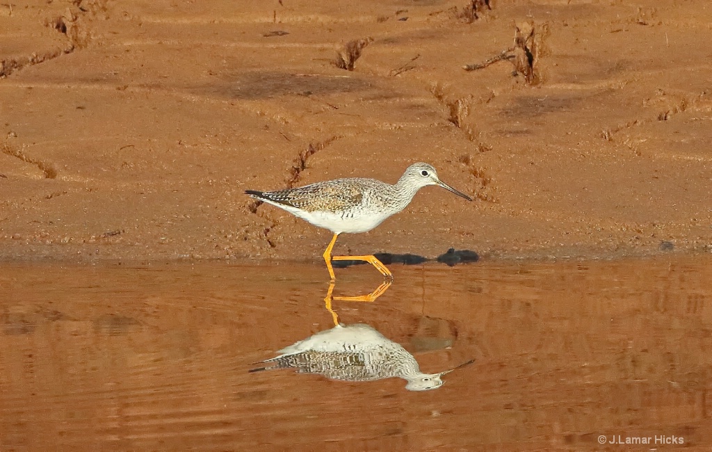 Lesser Yellowlegs Sandpiper- Pose