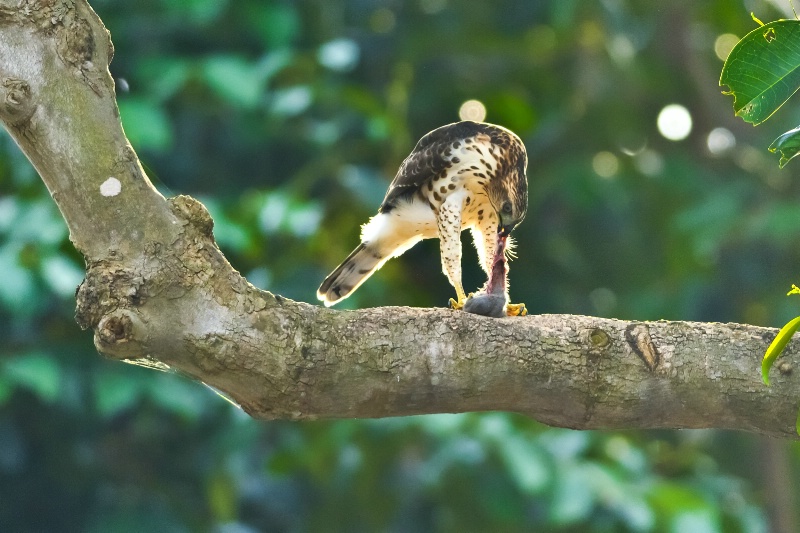 Juvenile gohawk breakfast