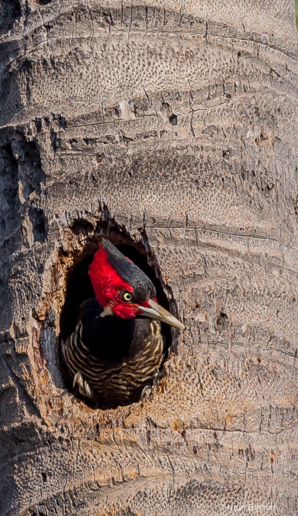 A lineated woodpecker