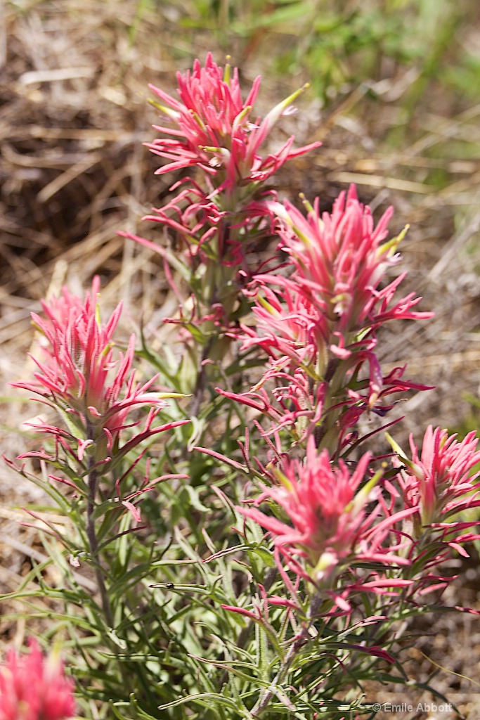 Downy Paintbrush