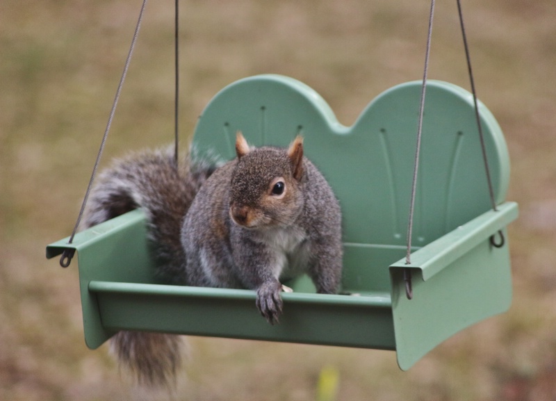 Swinging Squirrel