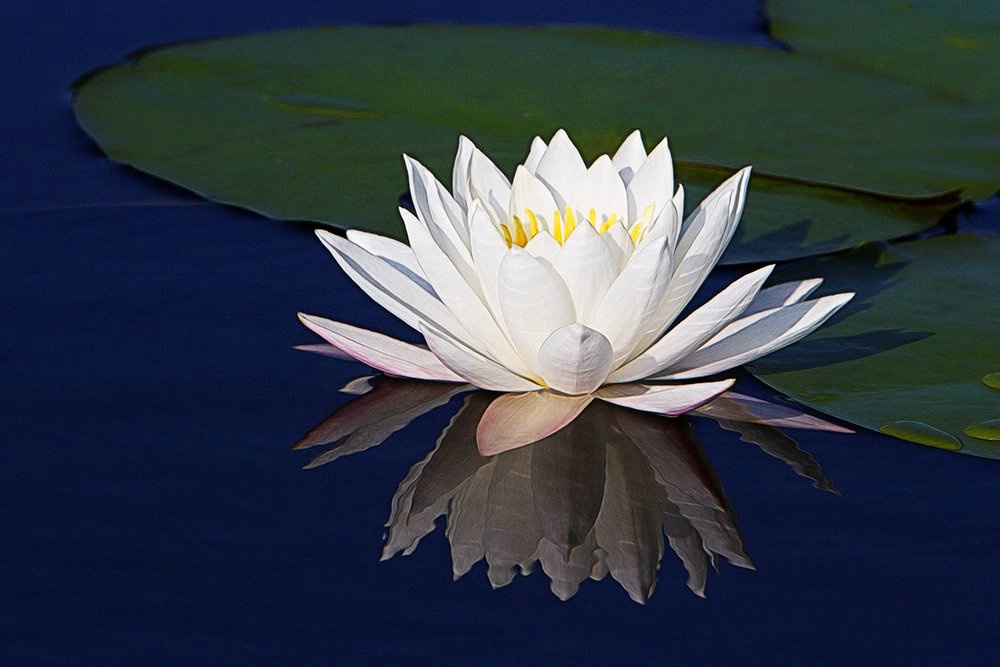 Wild Water Lily