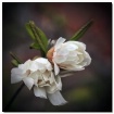 magnolia buds