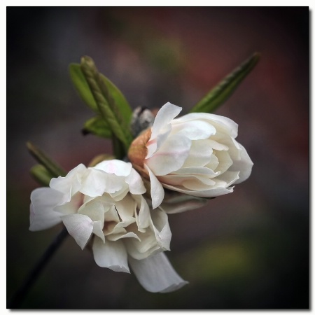 magnolia buds