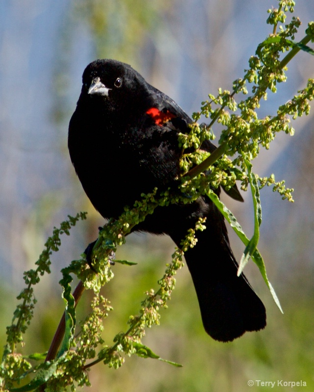 Red Wing Blackbird (male) - ID: 15341850 © Terry Korpela