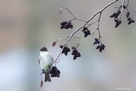 The Eastern Phoebe on the Alder Tree