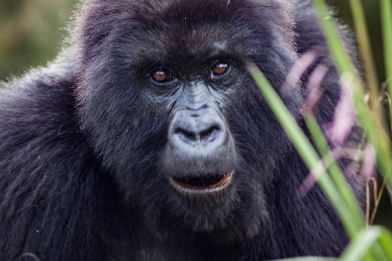 Mountain Gorilla, Rwanda 