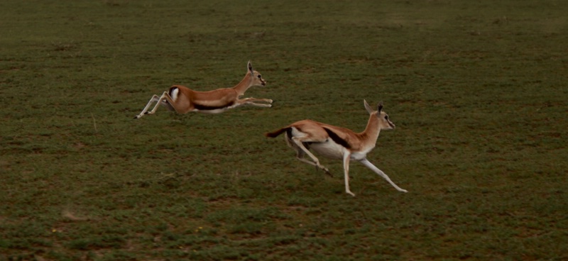 Gazelles, Tanzania 
