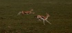 Gazelles, Tanzani...