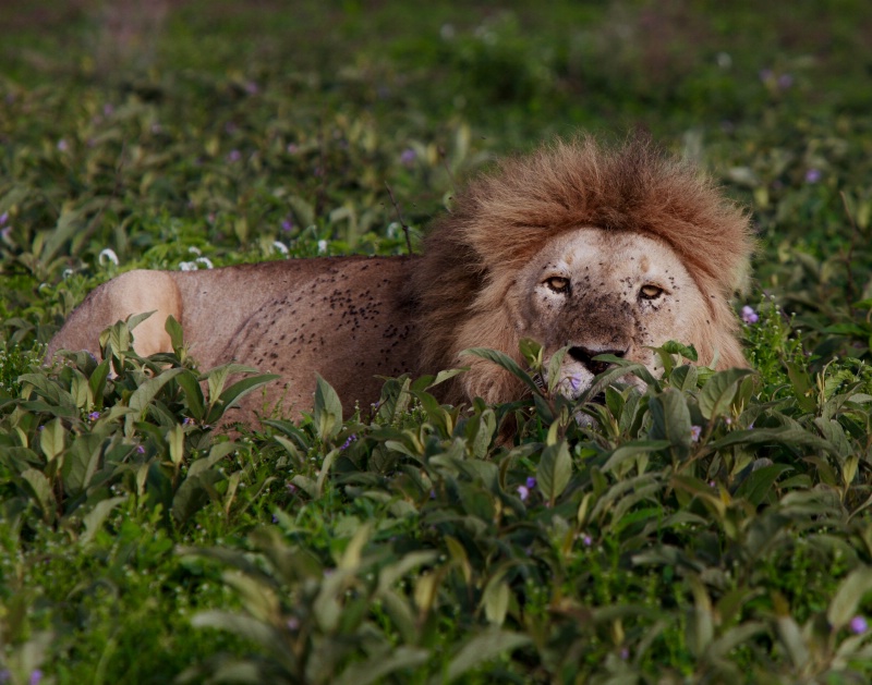 Hiding in the grass, Tanzania