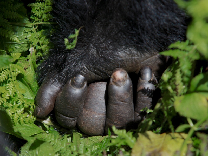 Mountain Gorilla