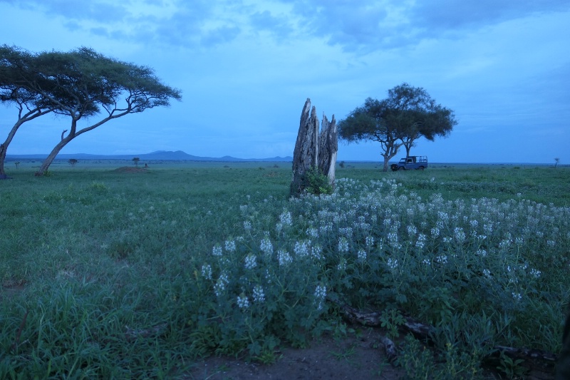 Twilight on the Serengeti