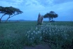 Twilight on the S...