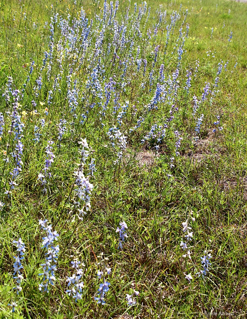 Pale Lobelia