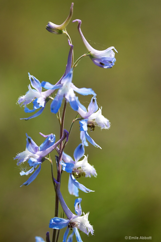 Macro Pale Lobelia