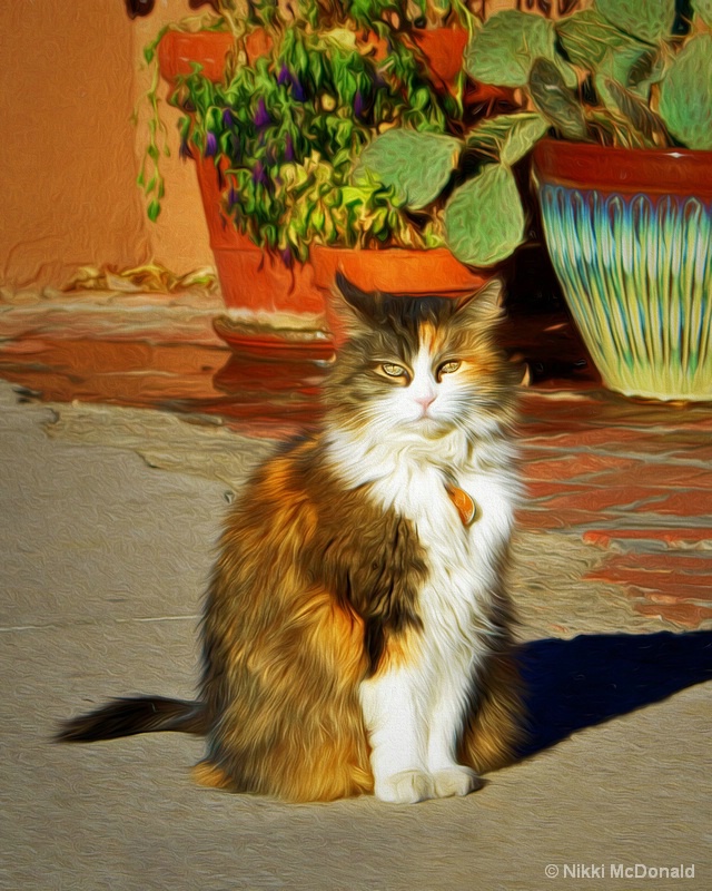 Old Town Cat