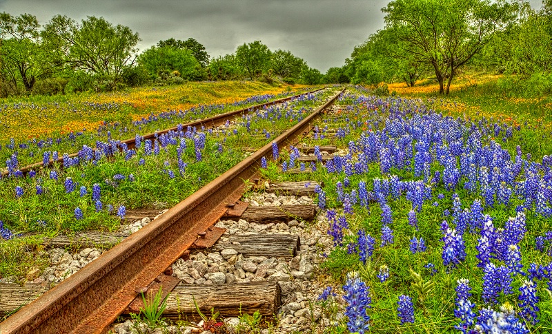 Bluebonnets and tracks
