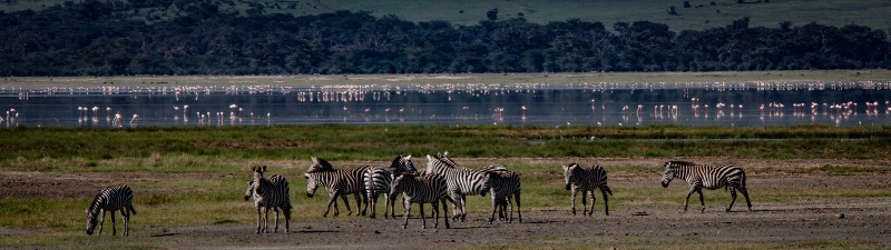 Zebras and flamingoes, Tanzania 