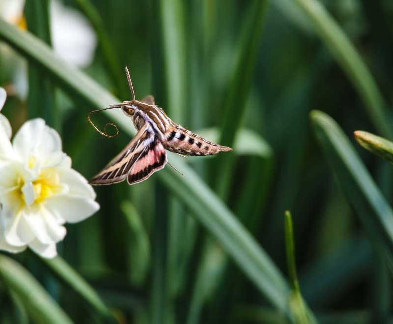 White-lined Sphinx 