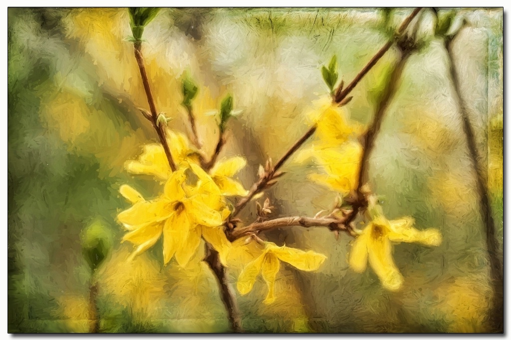 forsythia ala van gogh