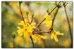 forsythia ala van...