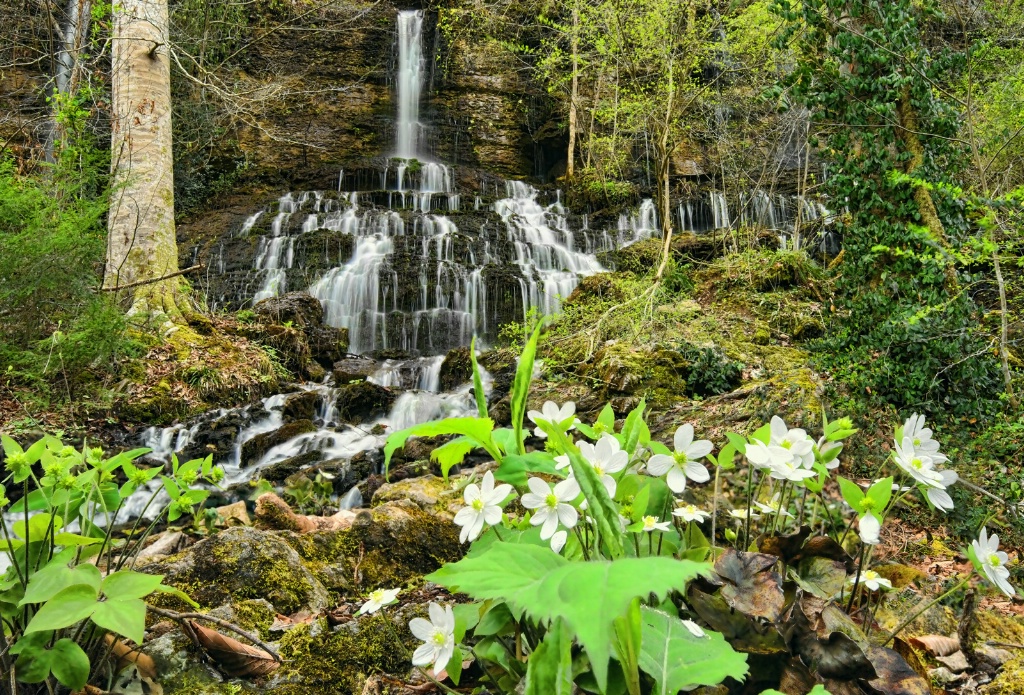 Wildflowers by the Falls