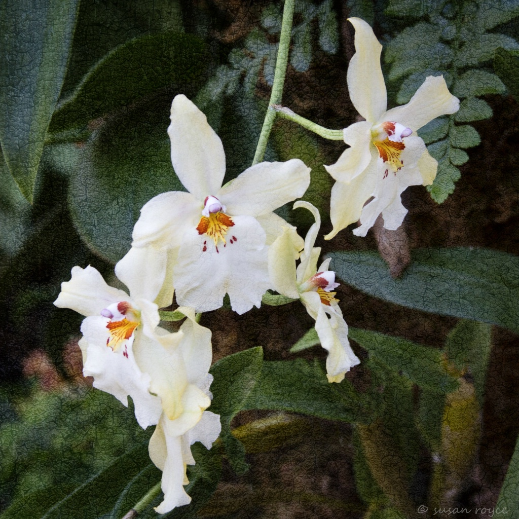 Orchids on Display