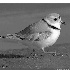 © Frederick A. Franzella PhotoID # 15342868: Piping Plover