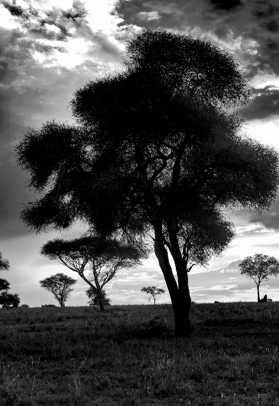 Acacia Forrest, Tanzania 