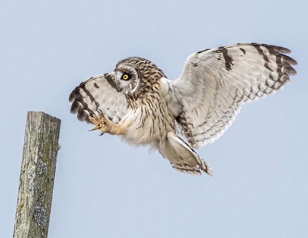 Short Eared Owl