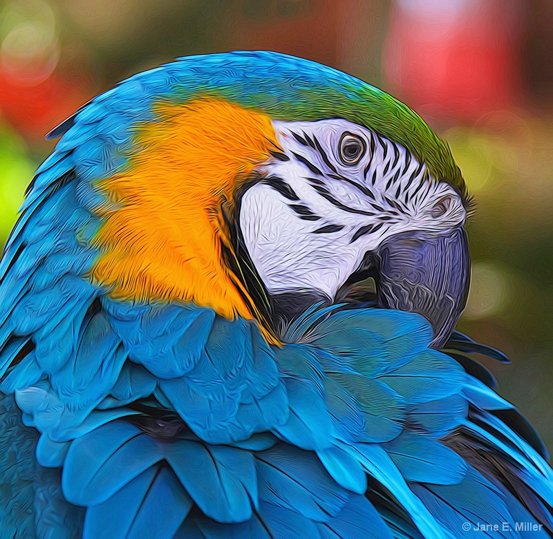 Blue and Gold Macaw Painting