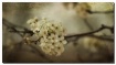 bradford pear