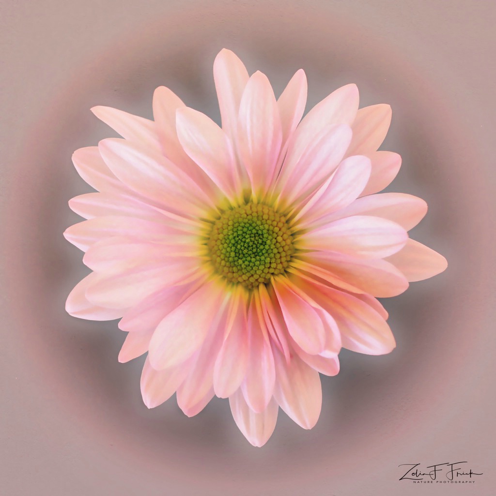 Pink Daisy - ID: 15343207 © Zelia F. Frick