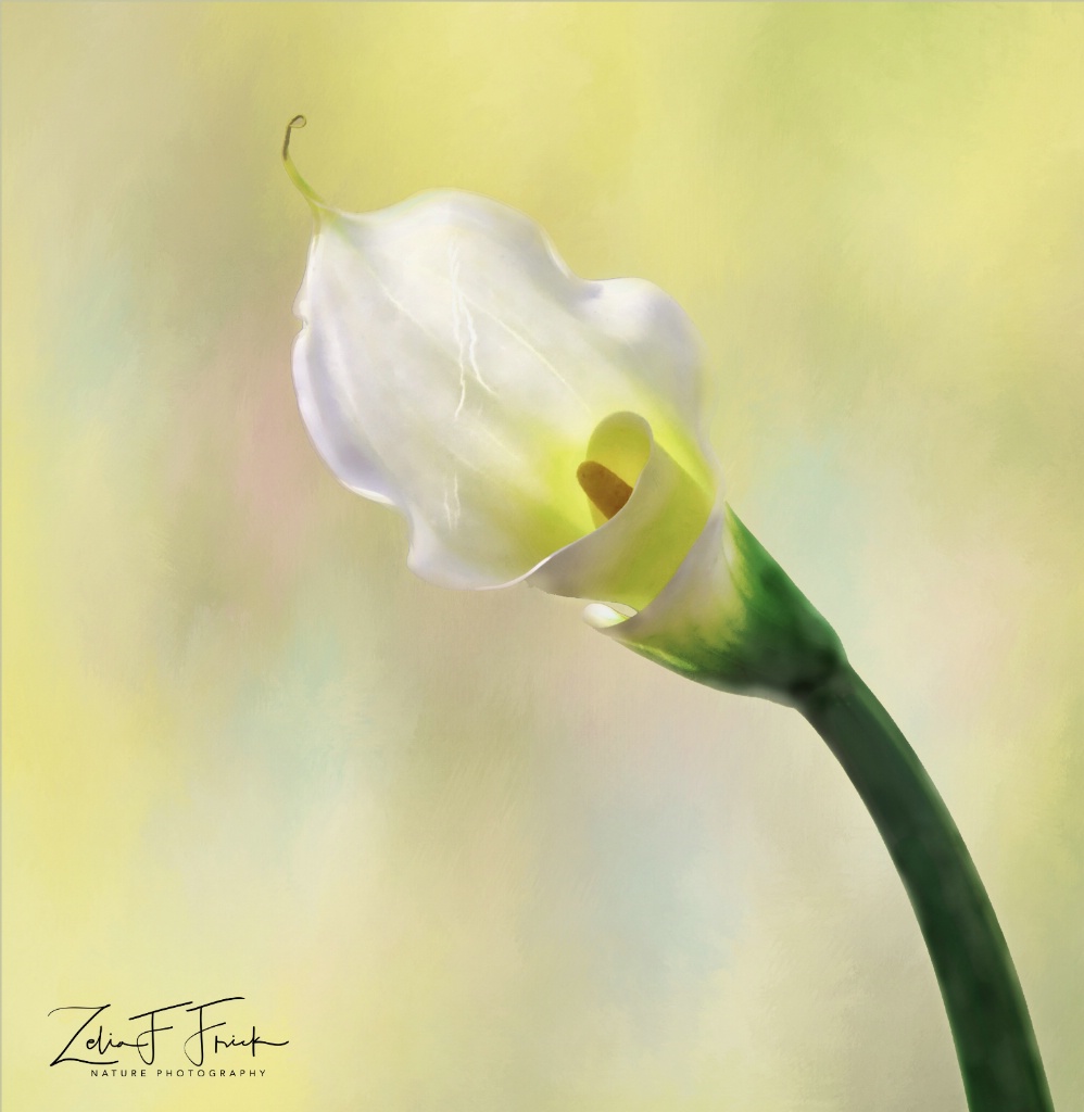 White Calla Lily - ID: 15343210 © Zelia F. Frick