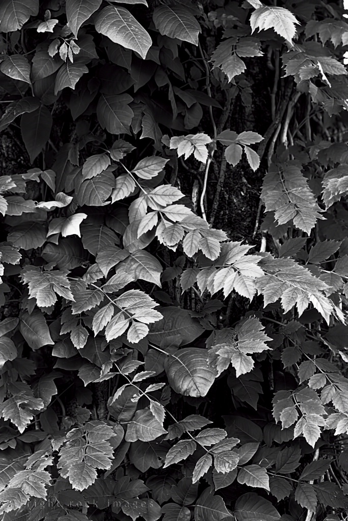 Foliage in Black & White