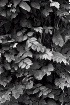 Foliage in Black ...