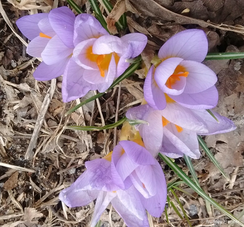 Early Blooms