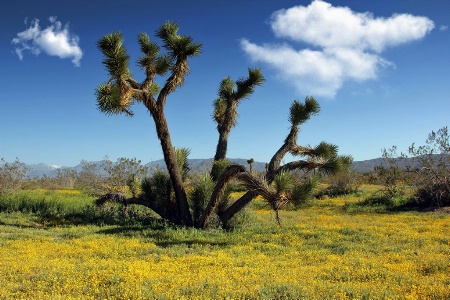 Joshua Trees and Goldfields