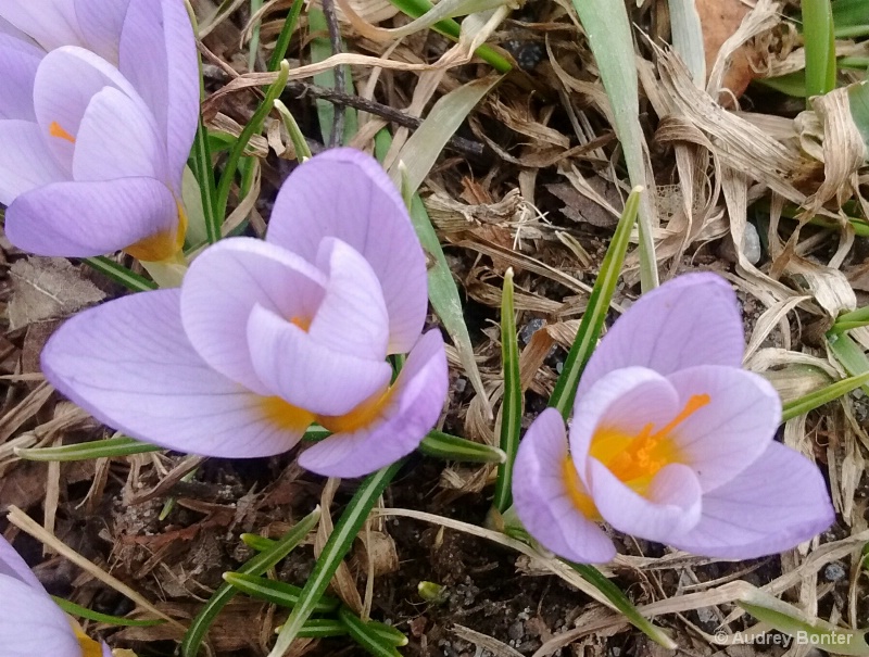 Early Blooms