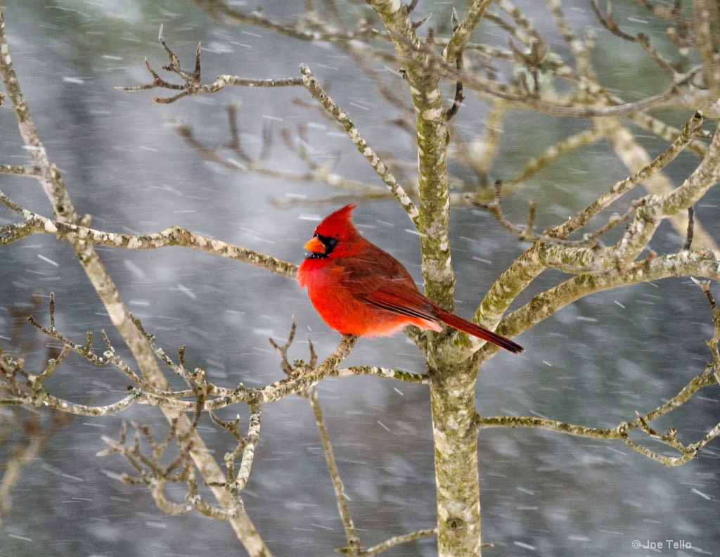 Redbird in Snow