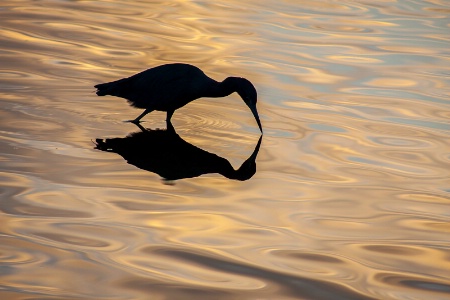 Heron at Sunrise