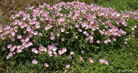 Patch Pink Evening Primrose