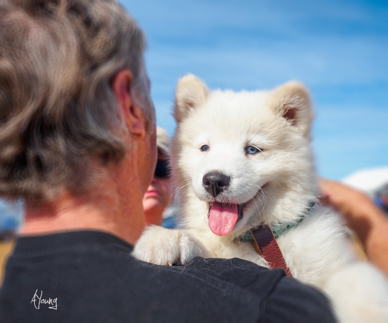 A cute pup.