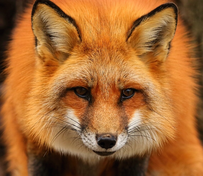 Red Fox