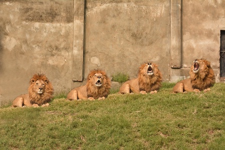 Lion Expressions