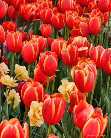 Tulips on Fire 2