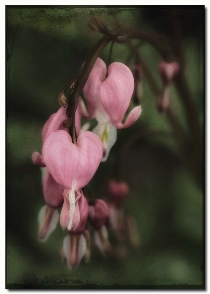 bleeding hearts